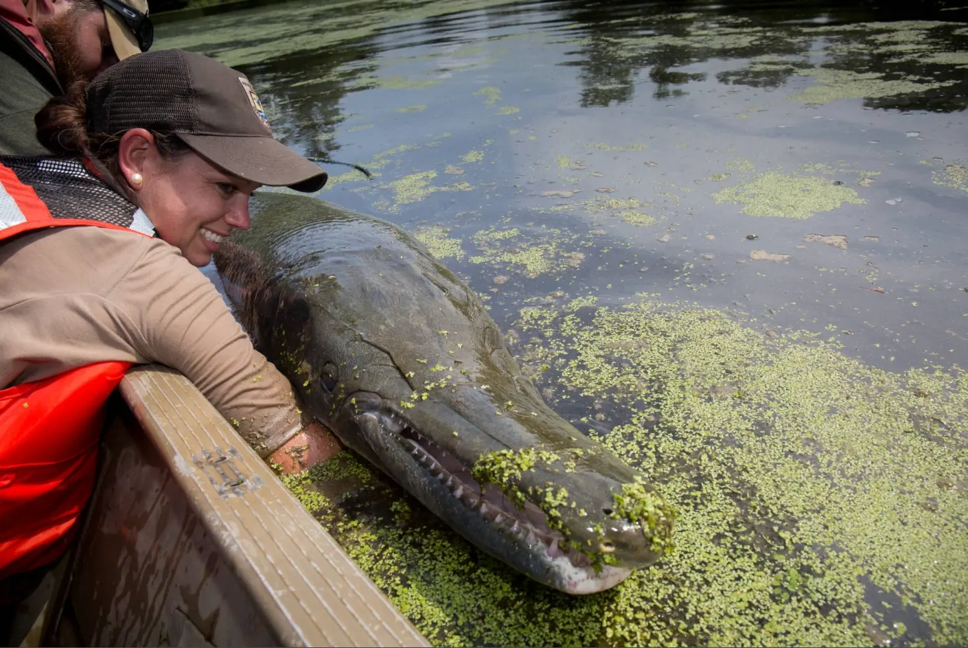 Alligator gar (Atractosteus spatula). Field photograph published by U.S. Fish and Wildlife Service.