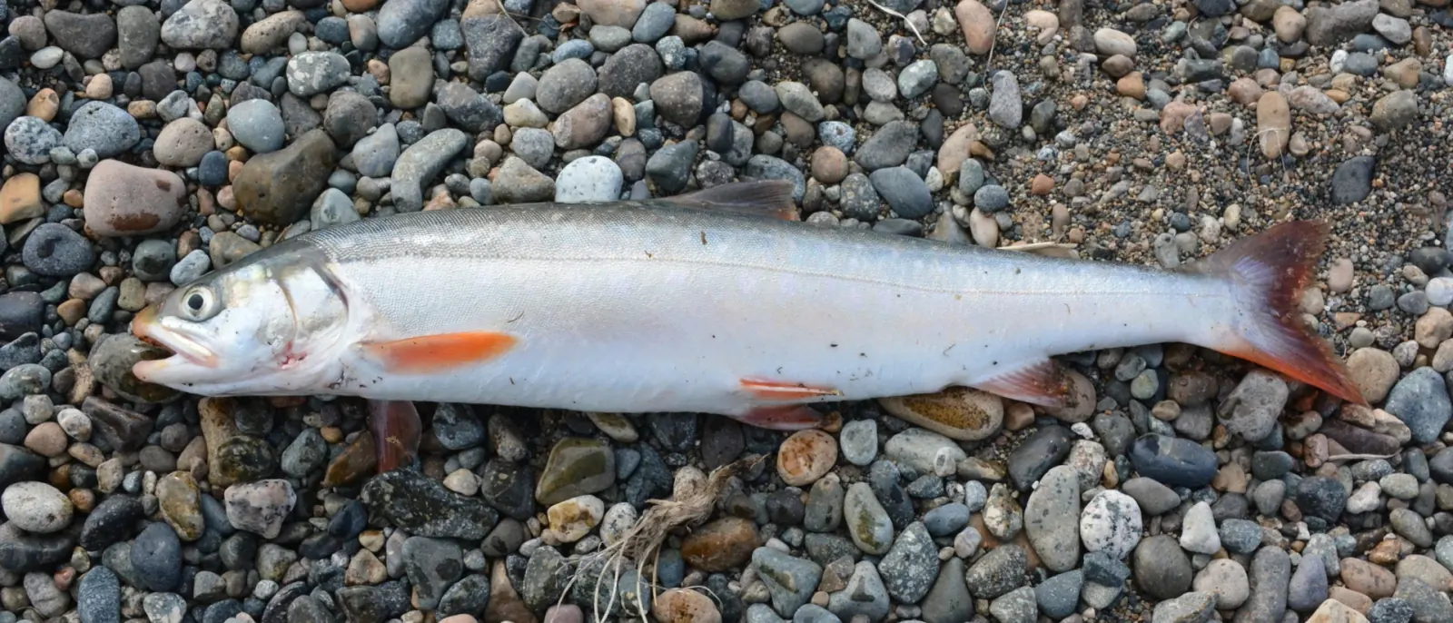 Arctic char (Salvelinus alpinus). Photograph published by iNaturalist / Wikimedia Commons.