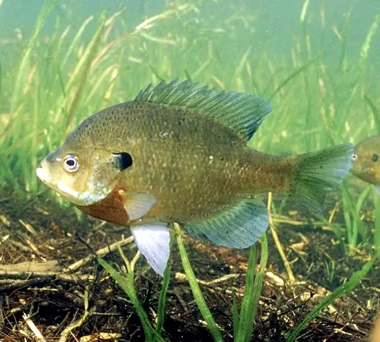 Bluegill (Lepomis macrochirus). Photograph published by U.S. Fish and Wildlife Service.