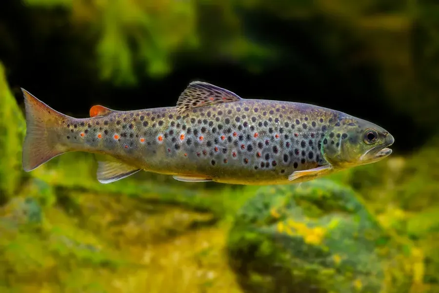 Brown trout (Salmo trutta). Photograph published by Adobe Stock.