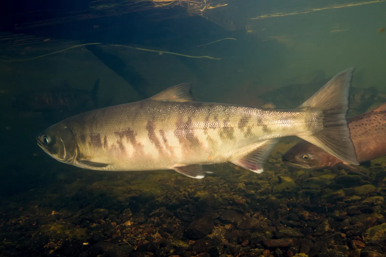 Chum salmon (Oncorhynchus keta). Photograph published by U.S. Fish and Wildlife Service.