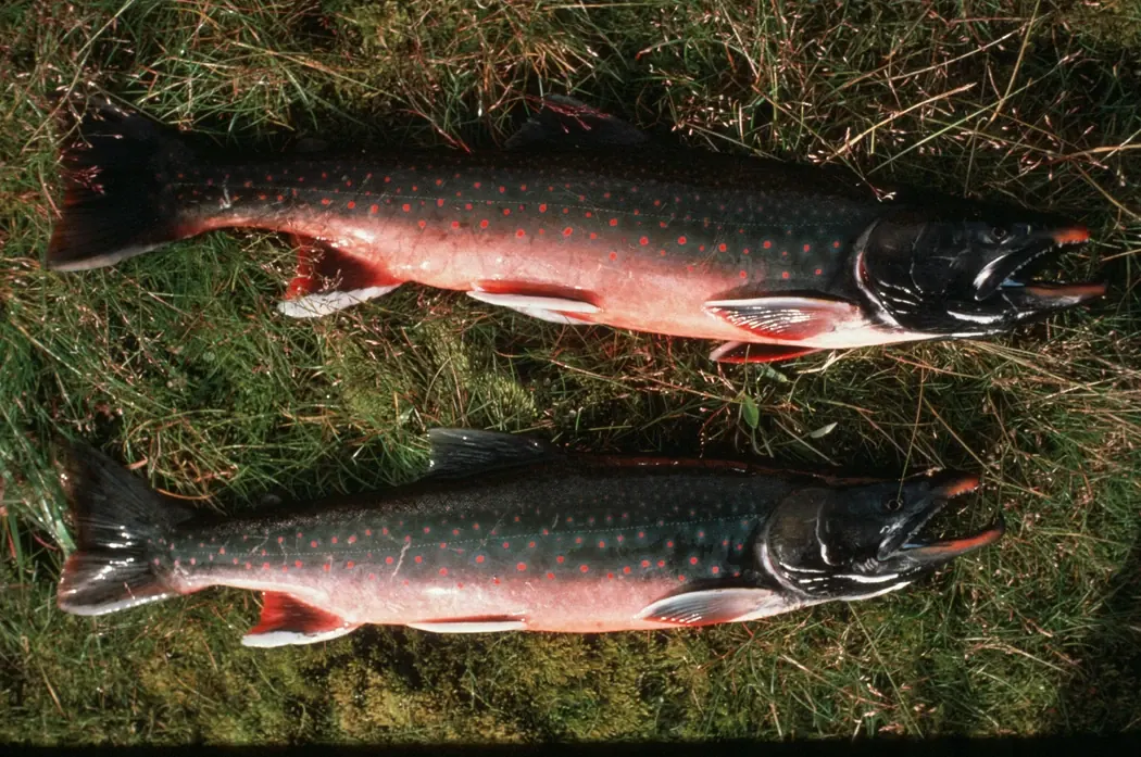 Dolly Varden (Salvelinus malma). Photograph published by U.S. Fish and Wildlife Service.