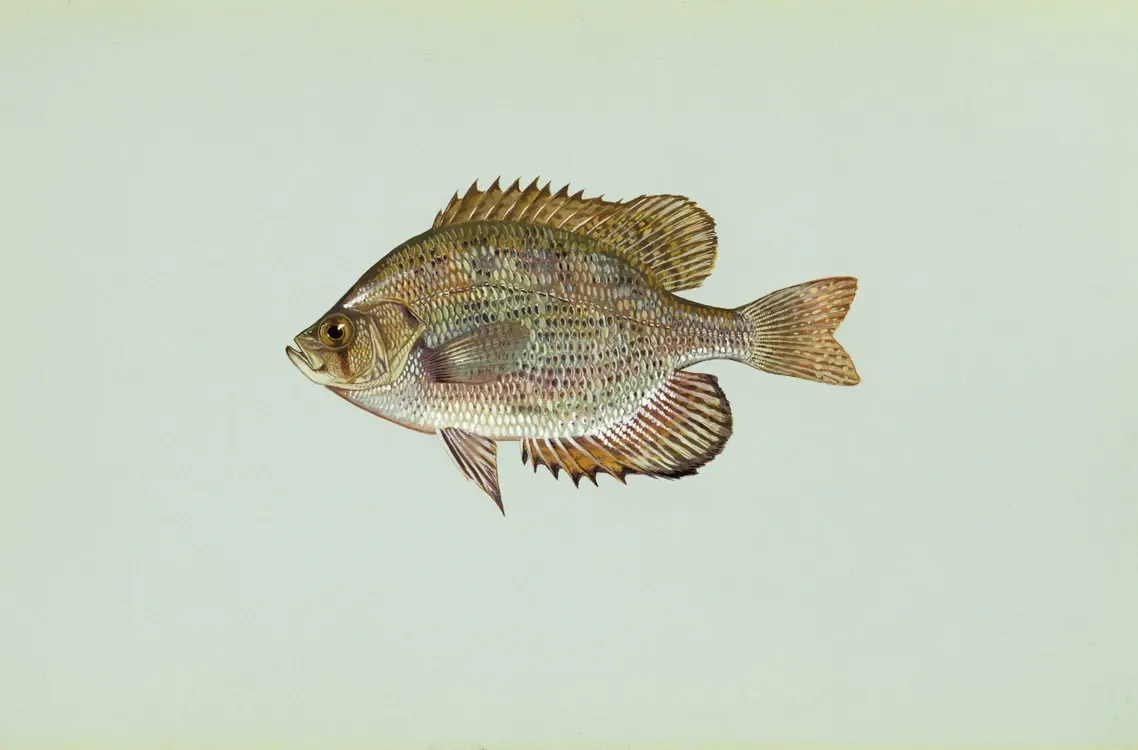 Flier (Centrarchus macropterus). Scientific illustration published by U.S. Fish and Wildlife Service.