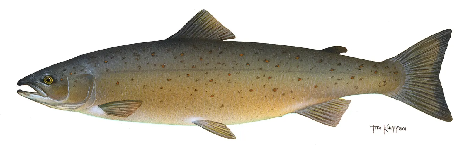 Landlocked Atlantic salmon (Salmo salar (landlocked freshwater form)). Scientific illustration published by U.S. Fish and Wildlife Service.