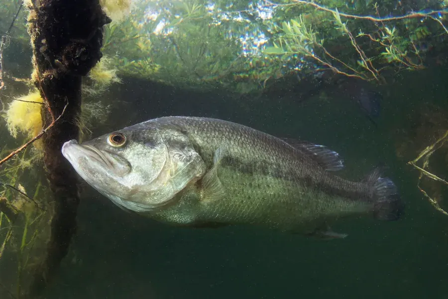 Largemouth bass (Micropterus nigricans). Field photograph published by Adobe Stock.