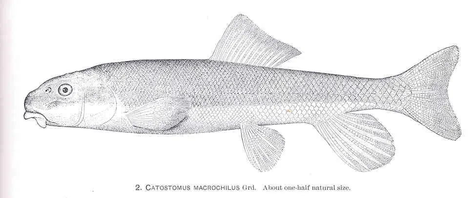 Largescale sucker (Catostomus macrocheilus). Scientific illustration published by U.S. Fish Commission / Freshwater and Marine Image Bank.
