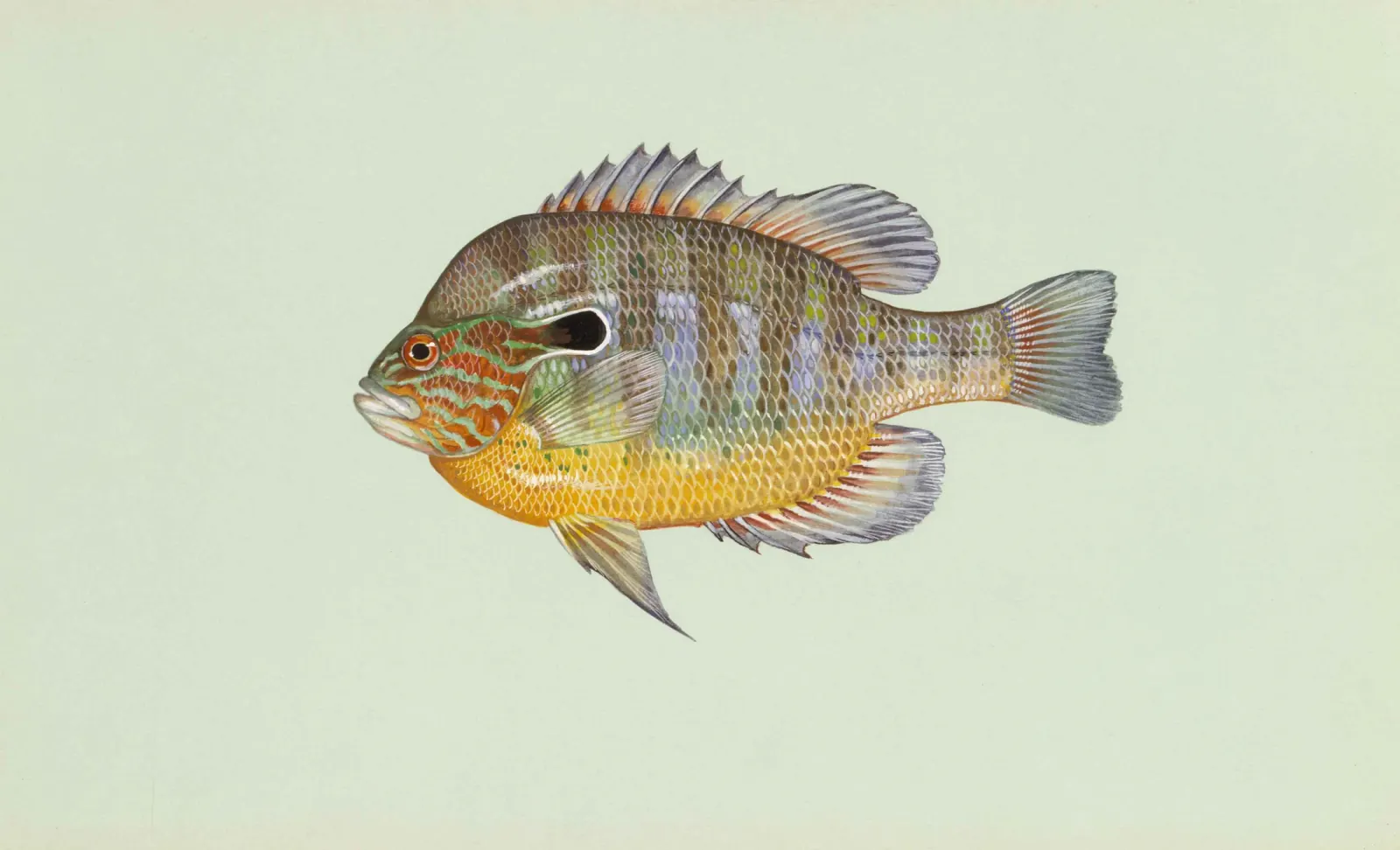 Longear sunfish (Lepomis megalotis). Scientific illustration published by U.S. Fish and Wildlife Service National Digital Library.