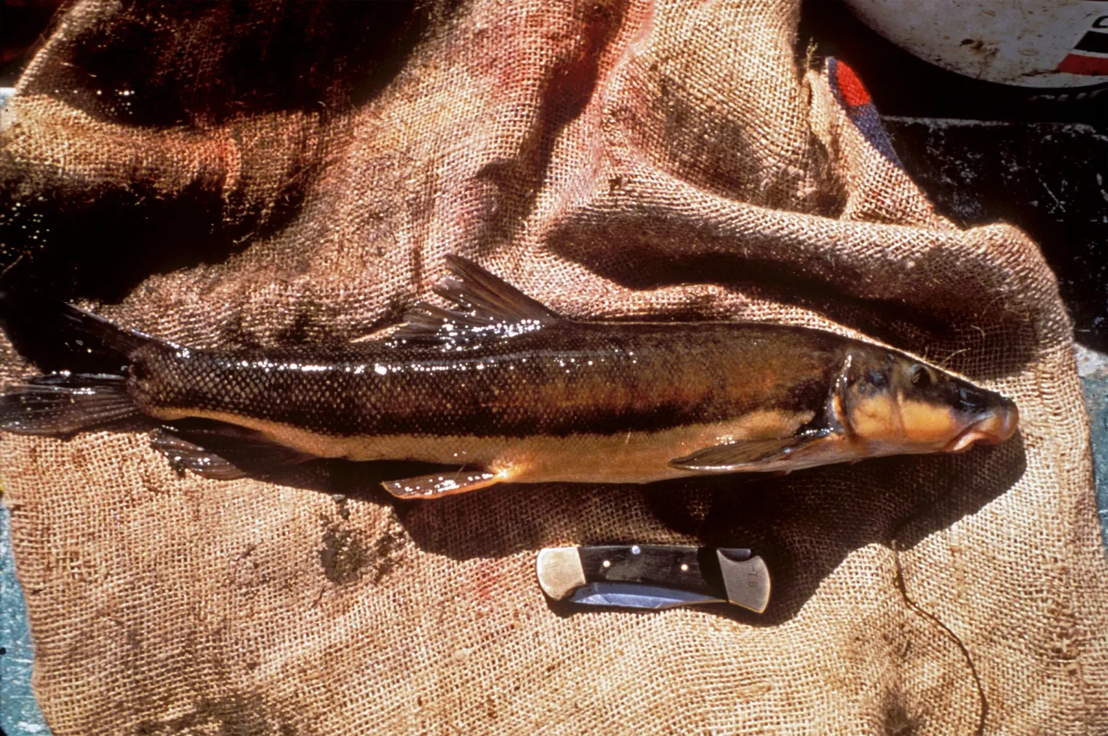 Longnose sucker (Catostomus catostomus). Photograph published by U.S. Fish and Wildlife Service.