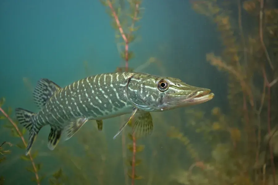 Northern pike (Esox lucius). Field photograph published by Adobe Stock.