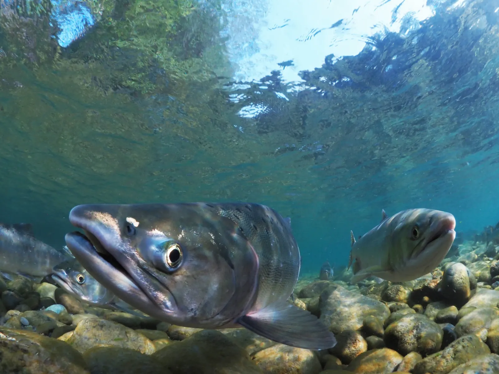 Pink salmon (Oncorhynchus gorbuscha). Photograph published by U.S. Fish and Wildlife Service.