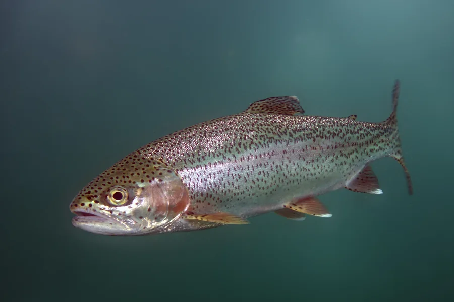 Rainbow trout (Oncorhynchus mykiss). Photograph published by Adobe Stock.
