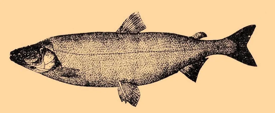 Sheefish (Stenodus leucichthys). Scientific illustration published by Brockhaus and Efron Encyclopedic Dictionary / Wikimedia Commons.