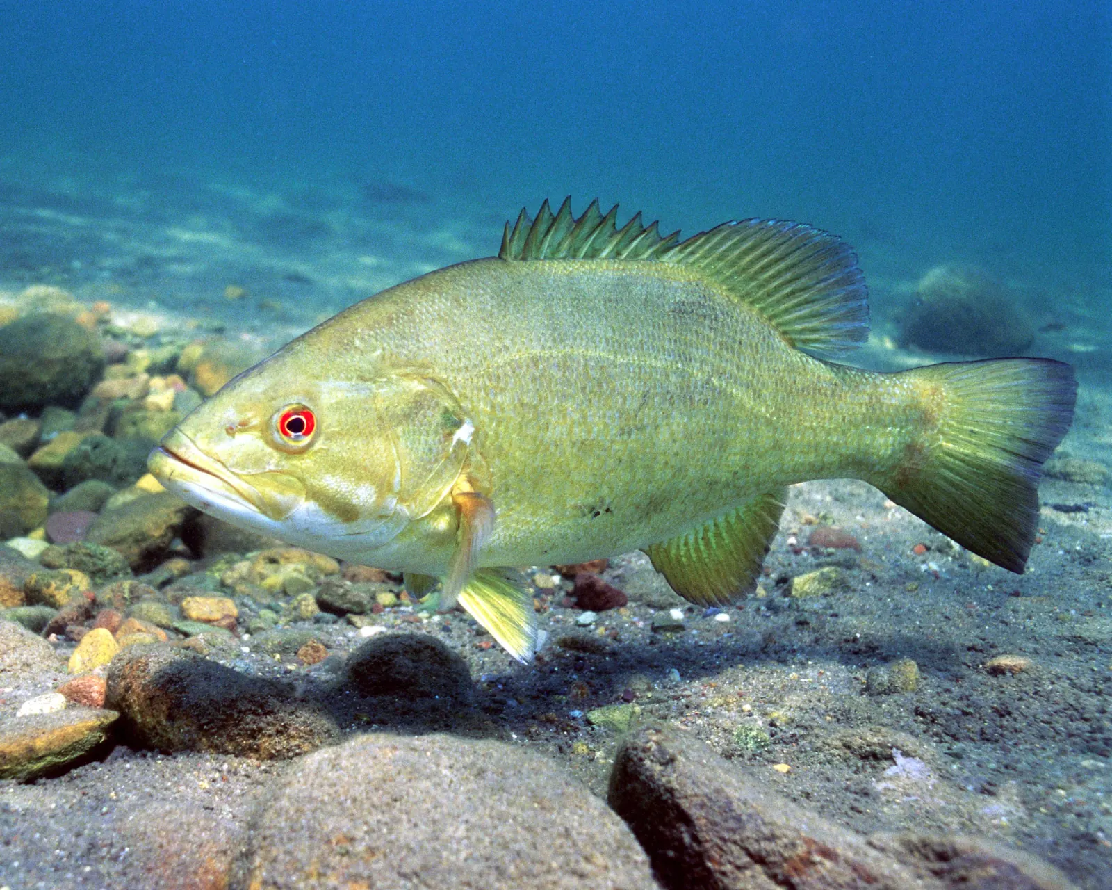 Smallmouth bass (Micropterus dolomieu). Photograph published by U.S. Fish and Wildlife Service.