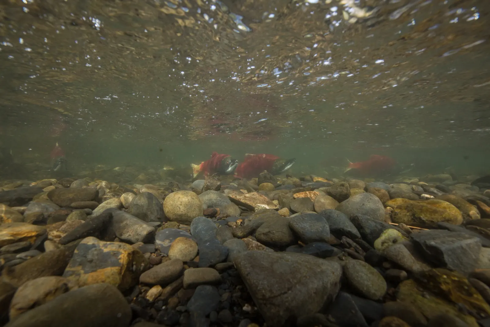 Sockeye salmon (Oncorhynchus nerka). Photograph published by U.S. Fish and Wildlife Service.