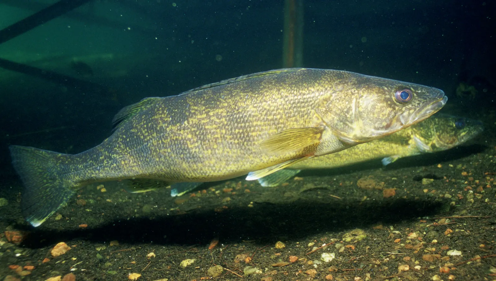 Walleye (Sander vitreus). Photograph published by U.S. Fish and Wildlife Service.