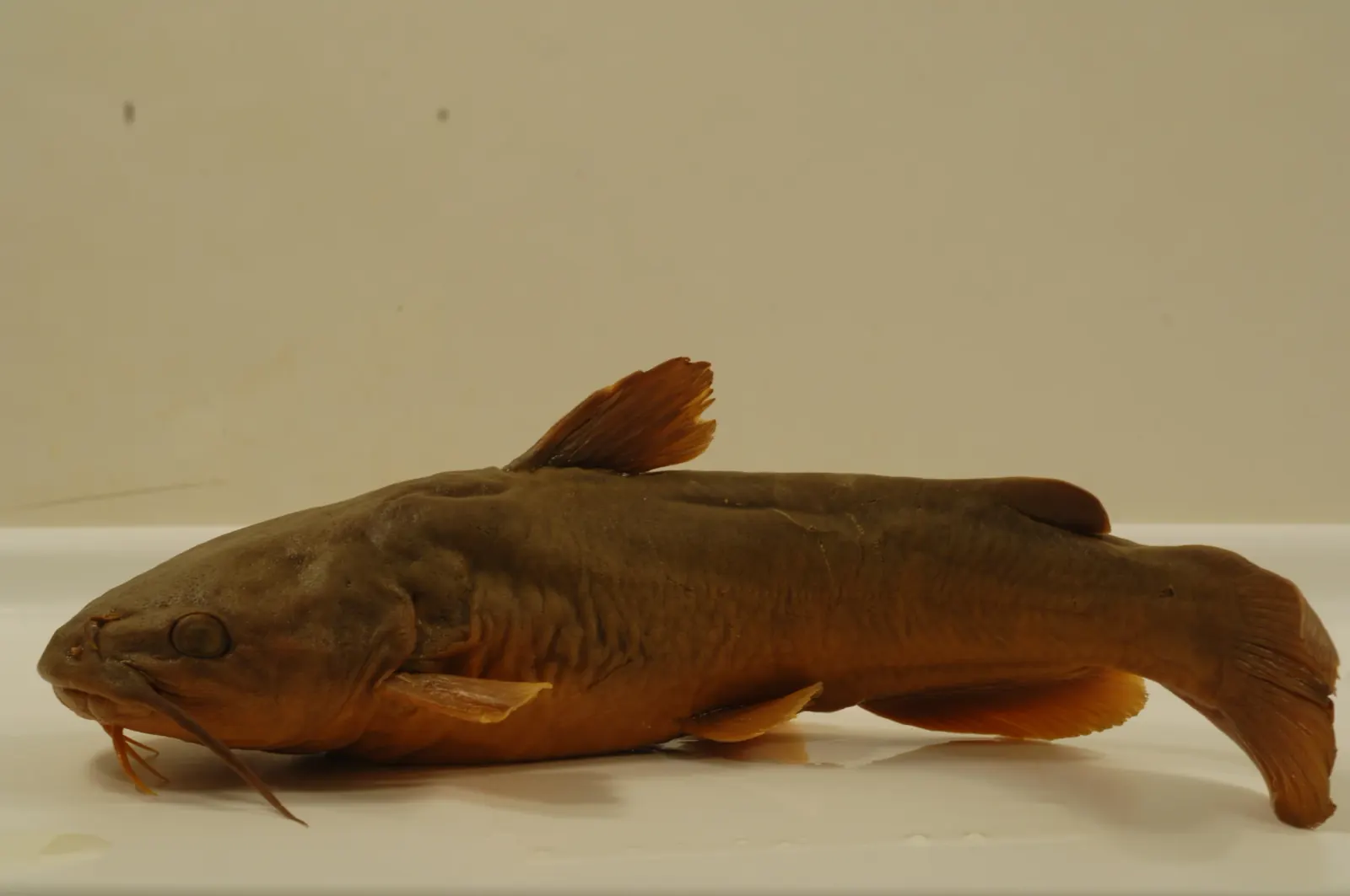 White catfish (Ameiurus catus). Photograph published by U.S. Fish and Wildlife Service.