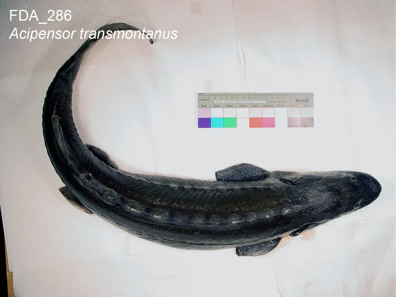 White sturgeon (Acipenser transmontanus). Specimen photograph published by U.S. Food and Drug Administration Reference Standard Sequence Library.