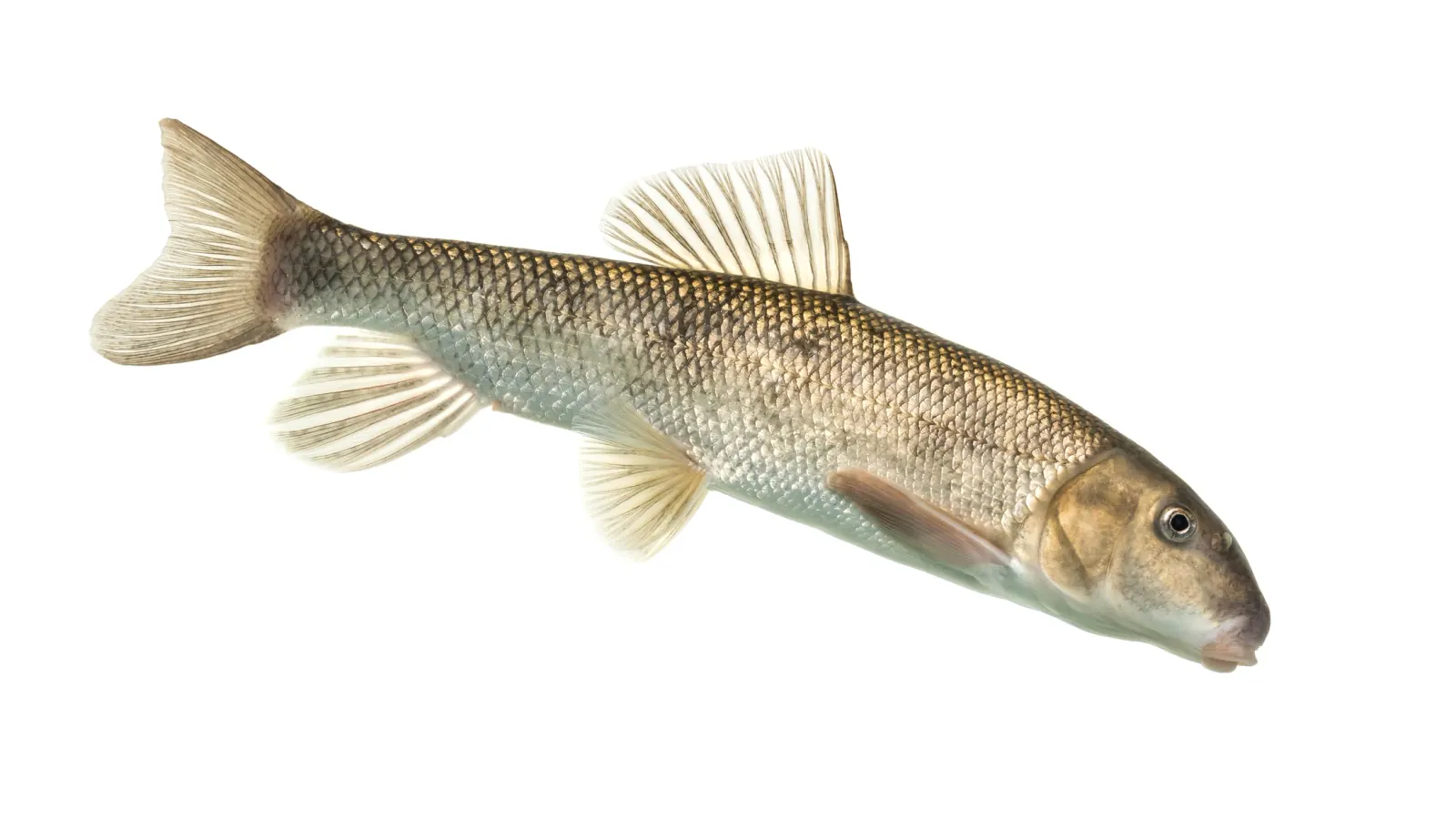 White sucker (Catostomus commersonii). Photograph published by U.S. Fish and Wildlife Service Mountain-Prairie.
