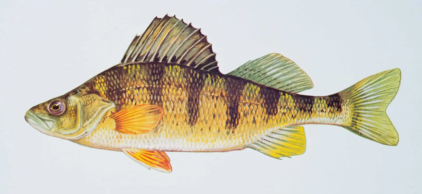 Yellow perch (Perca flavescens). Scientific illustration published by U.S. Fish and Wildlife Service National Digital Library.